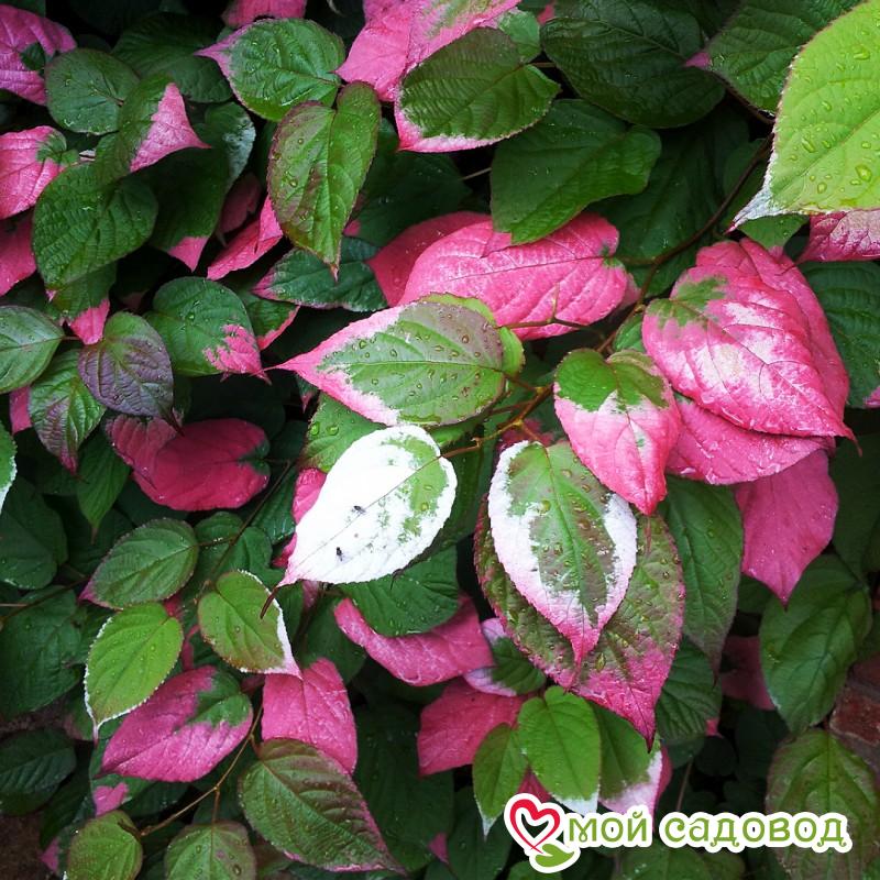 Киви актинидия пестролистная Адам