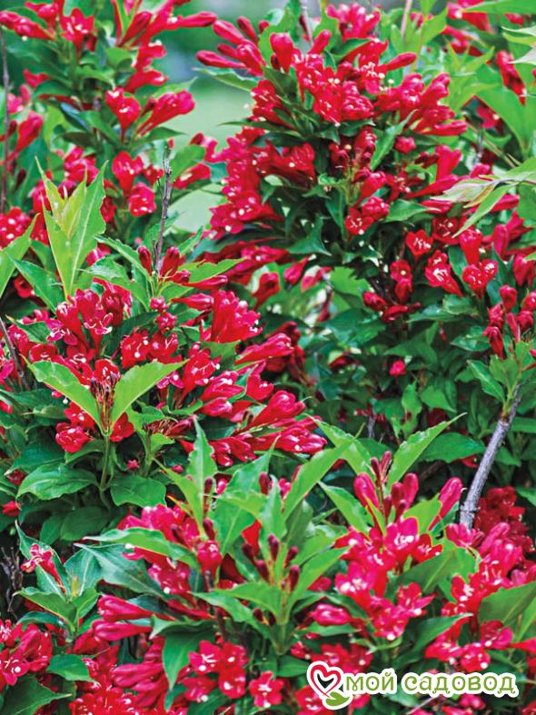 Вейгела цветущая "Ред Принц"