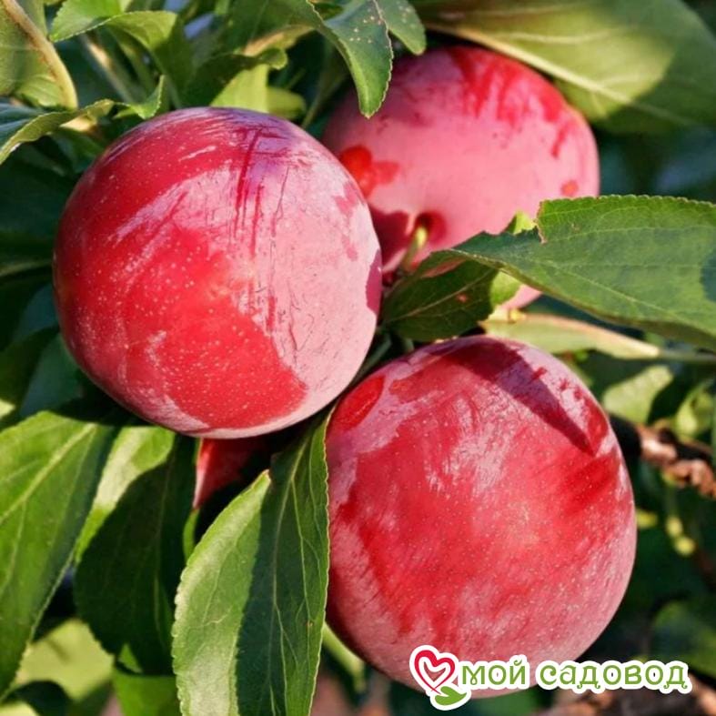 Слива Ренклод альтана