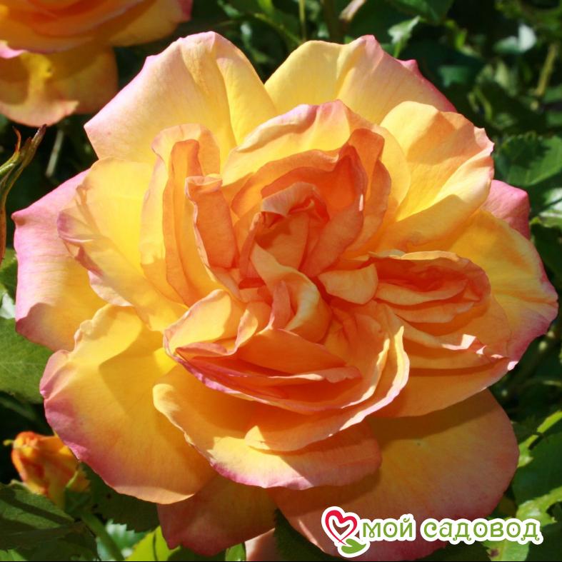 Роза Вестерленд