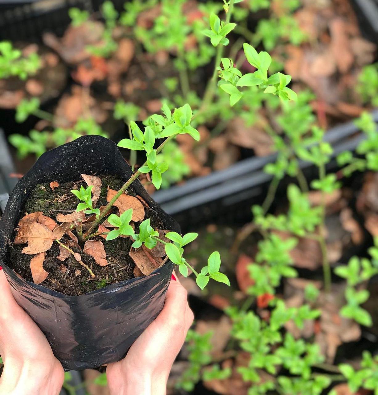 Голубика Дюк