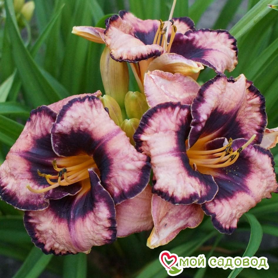 ЛИЛЕЙНИК АДАМАС/ADAMAS