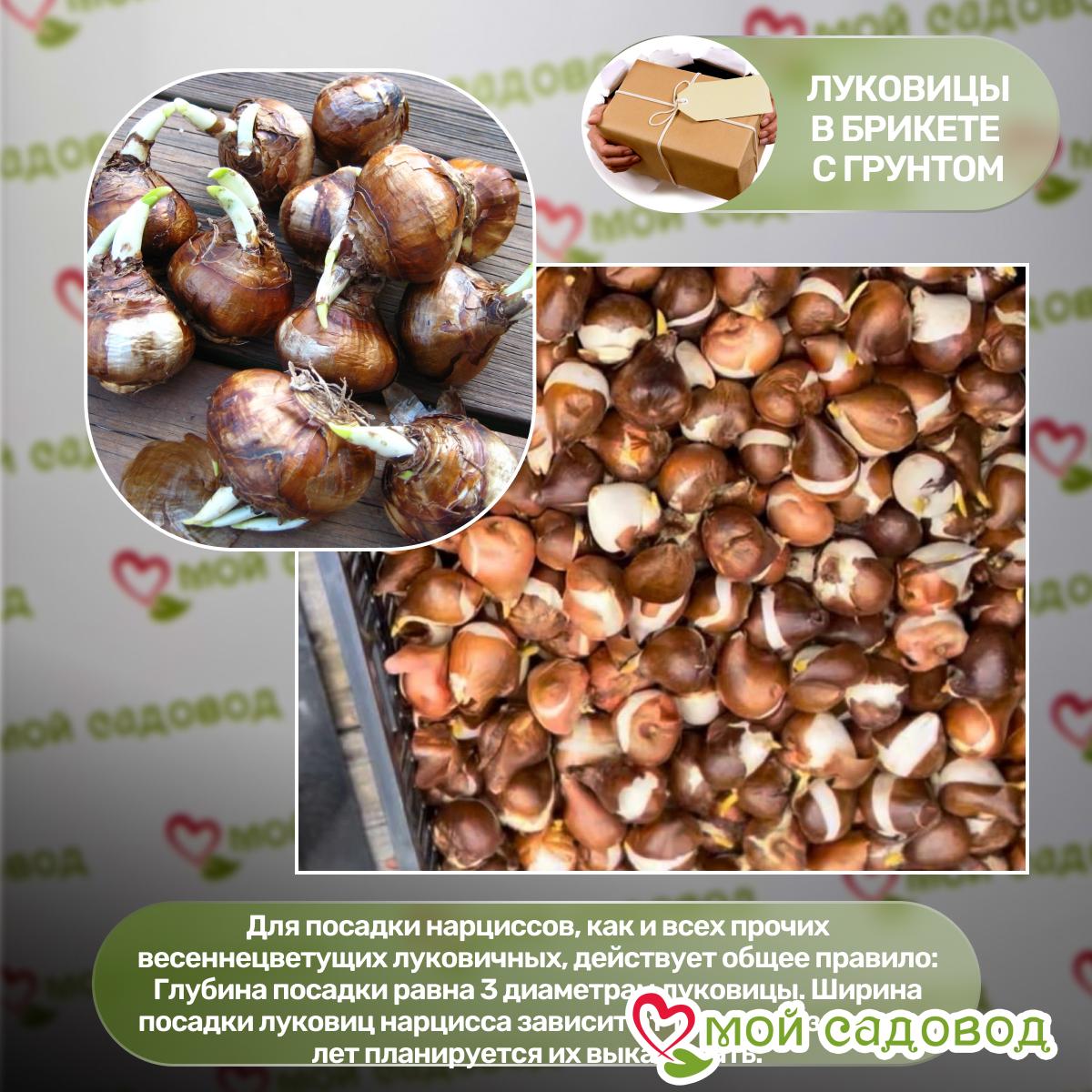 Нарцисс Дабл Голд Медал махровый