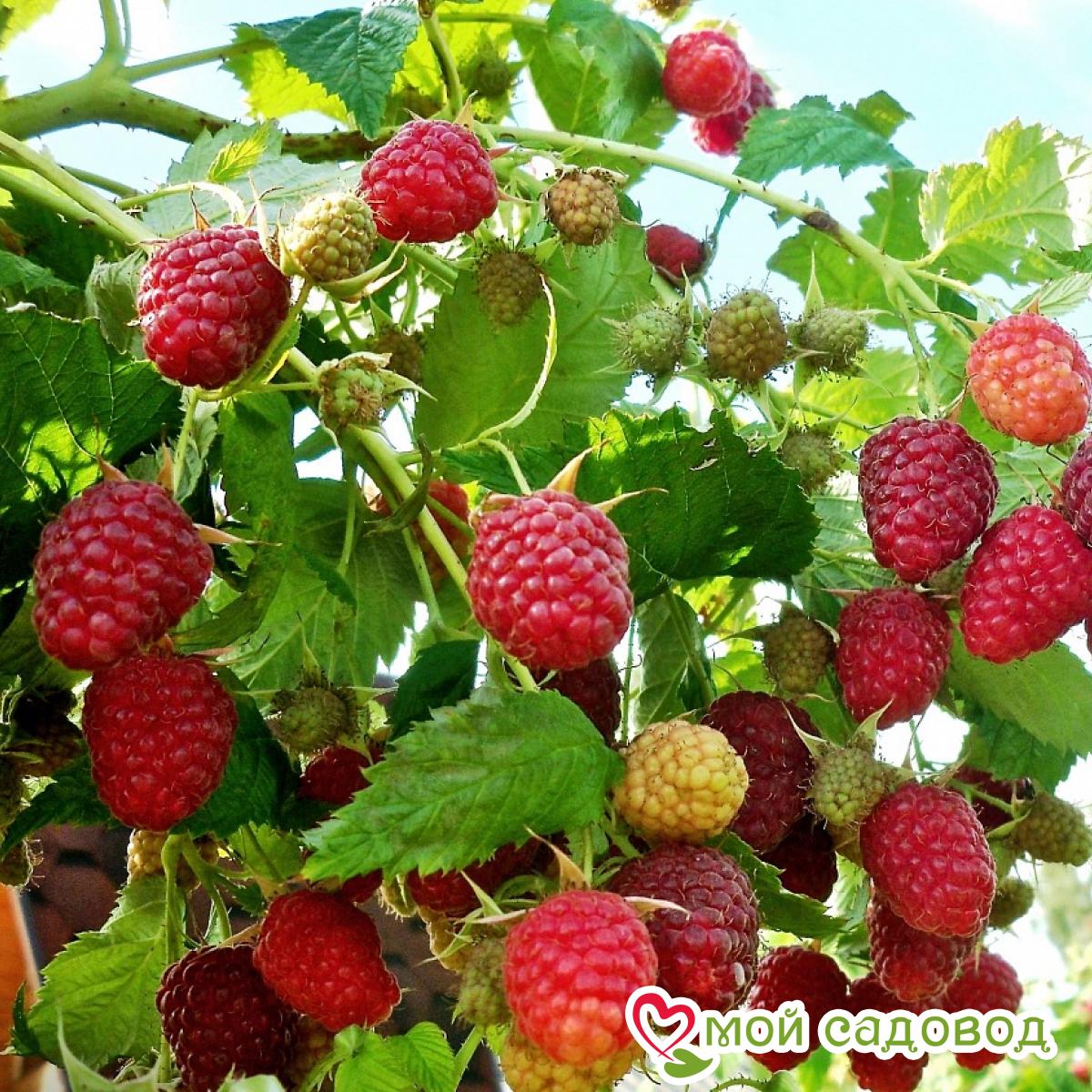 Малина Малиновая гряда