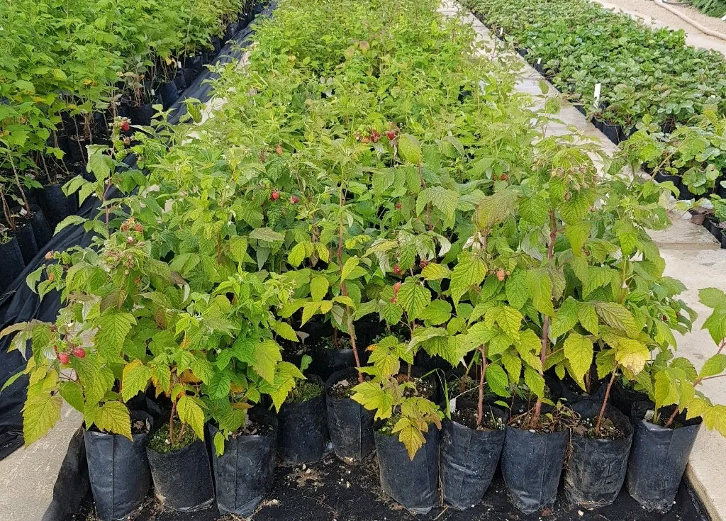 Малина Феникс